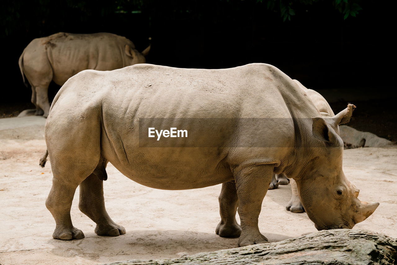 Side view of rhinoceros standing on land