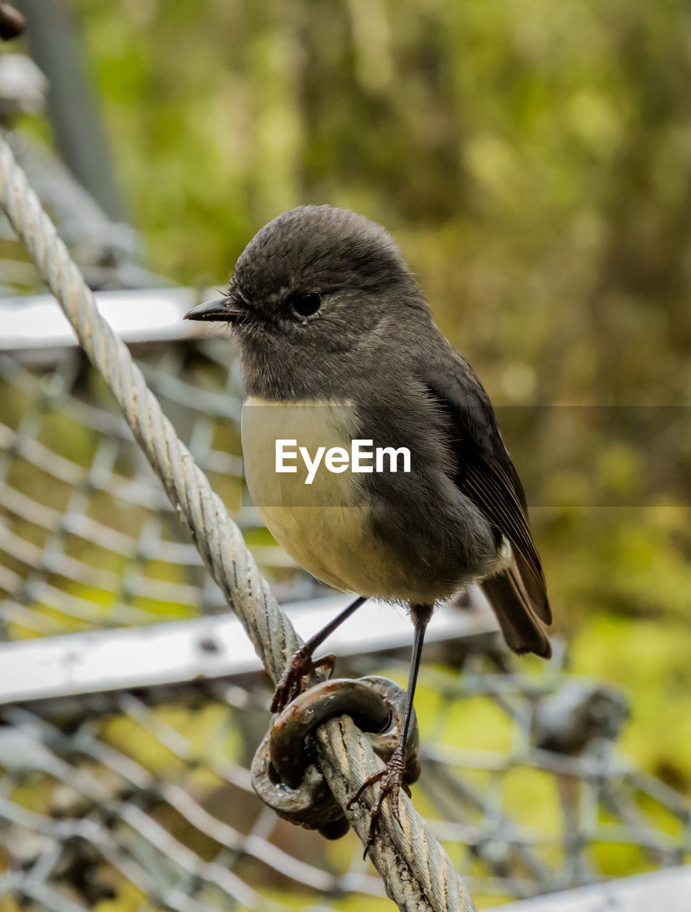 Close-up of bird perching outdoors