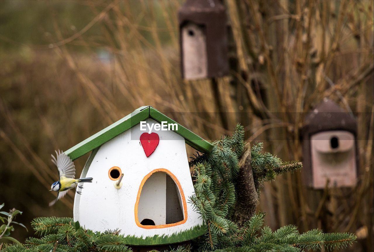 Bird flying by birdhouse