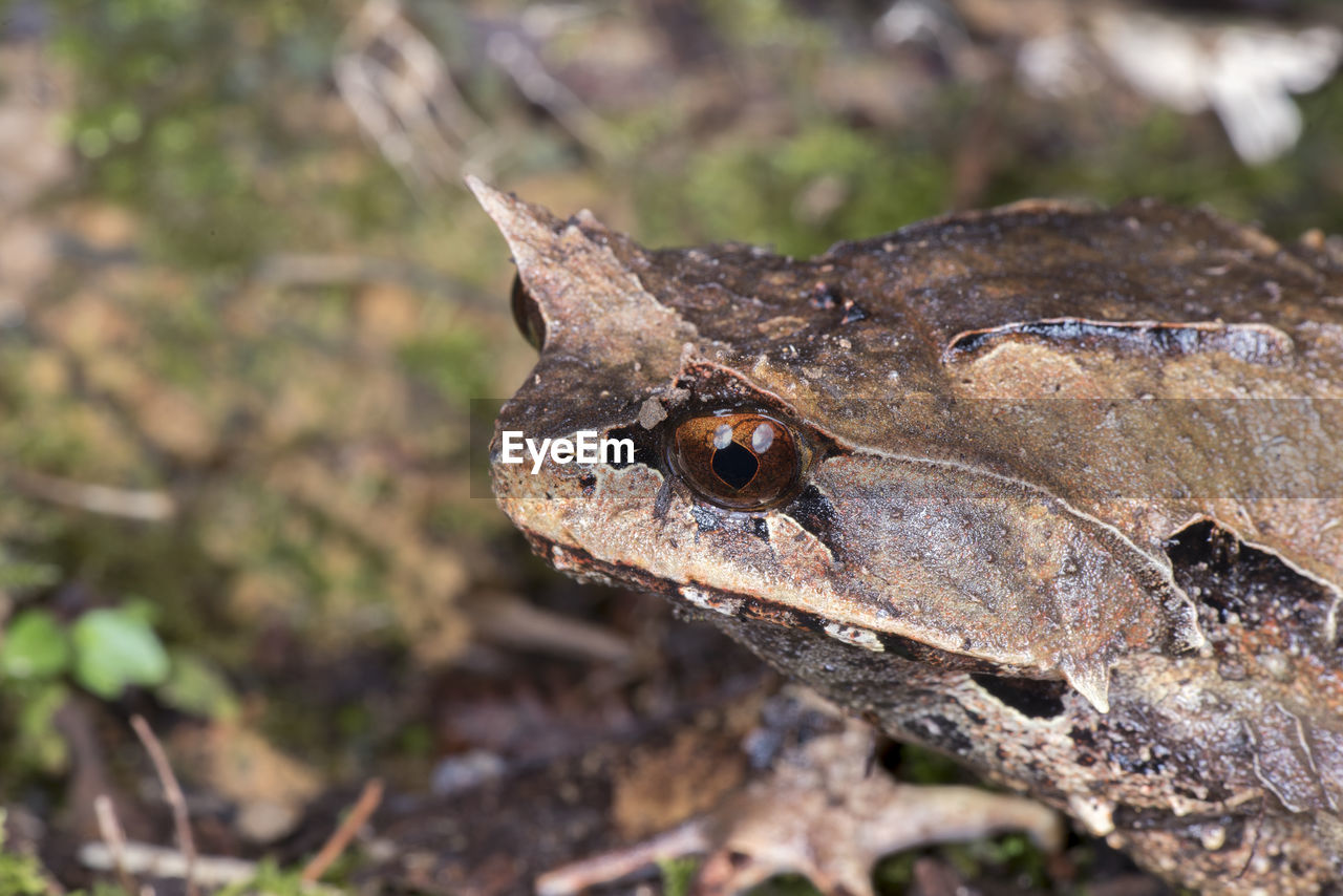 HIGH ANGLE VIEW OF A FROG