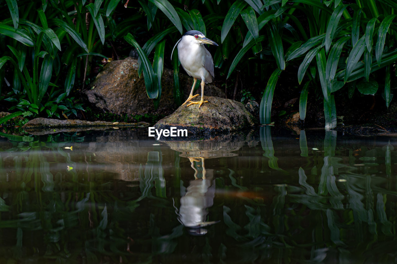 Bird in a lake