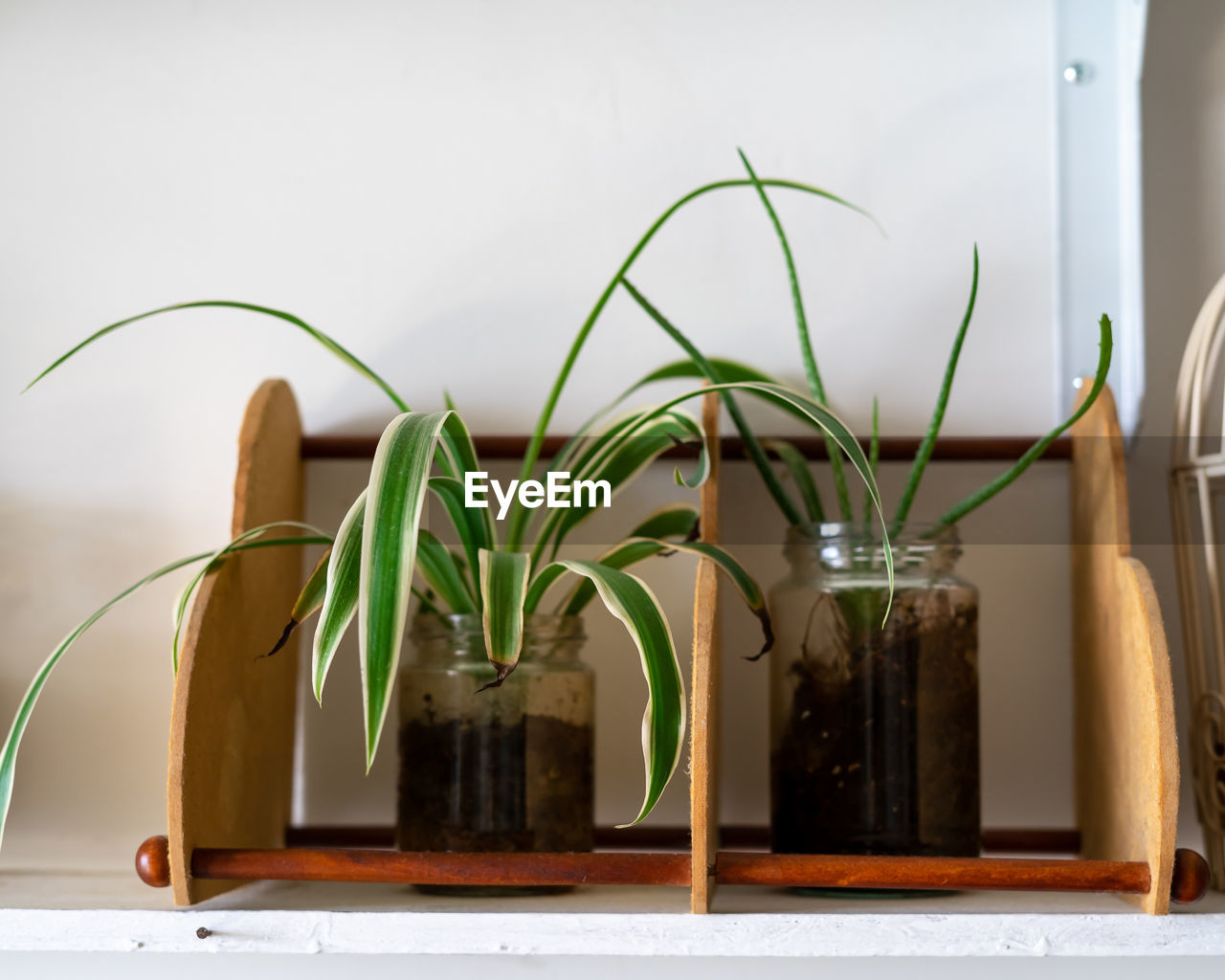 CLOSE-UP OF POTTED PLANT AGAINST WINDOW