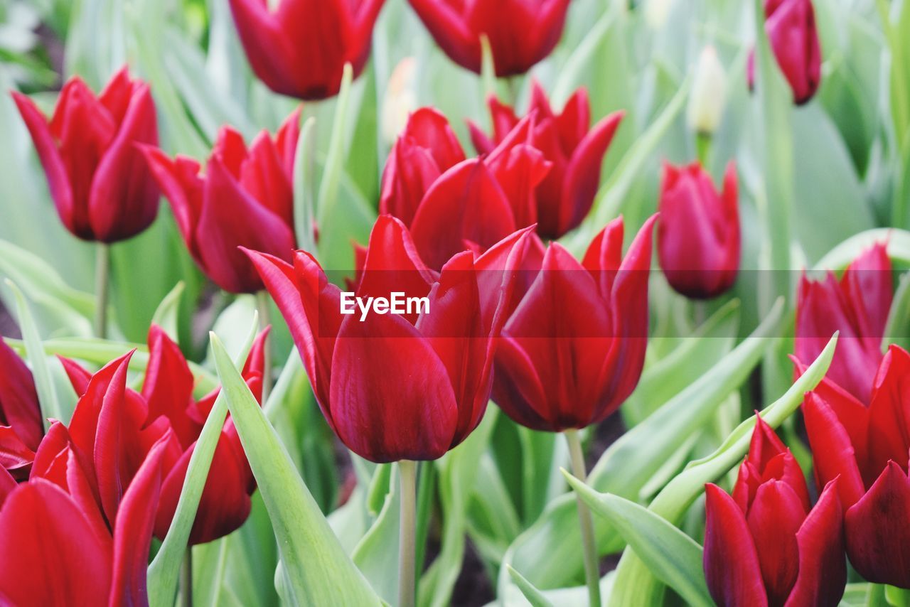 Close-up of red tulips blooming outdoors