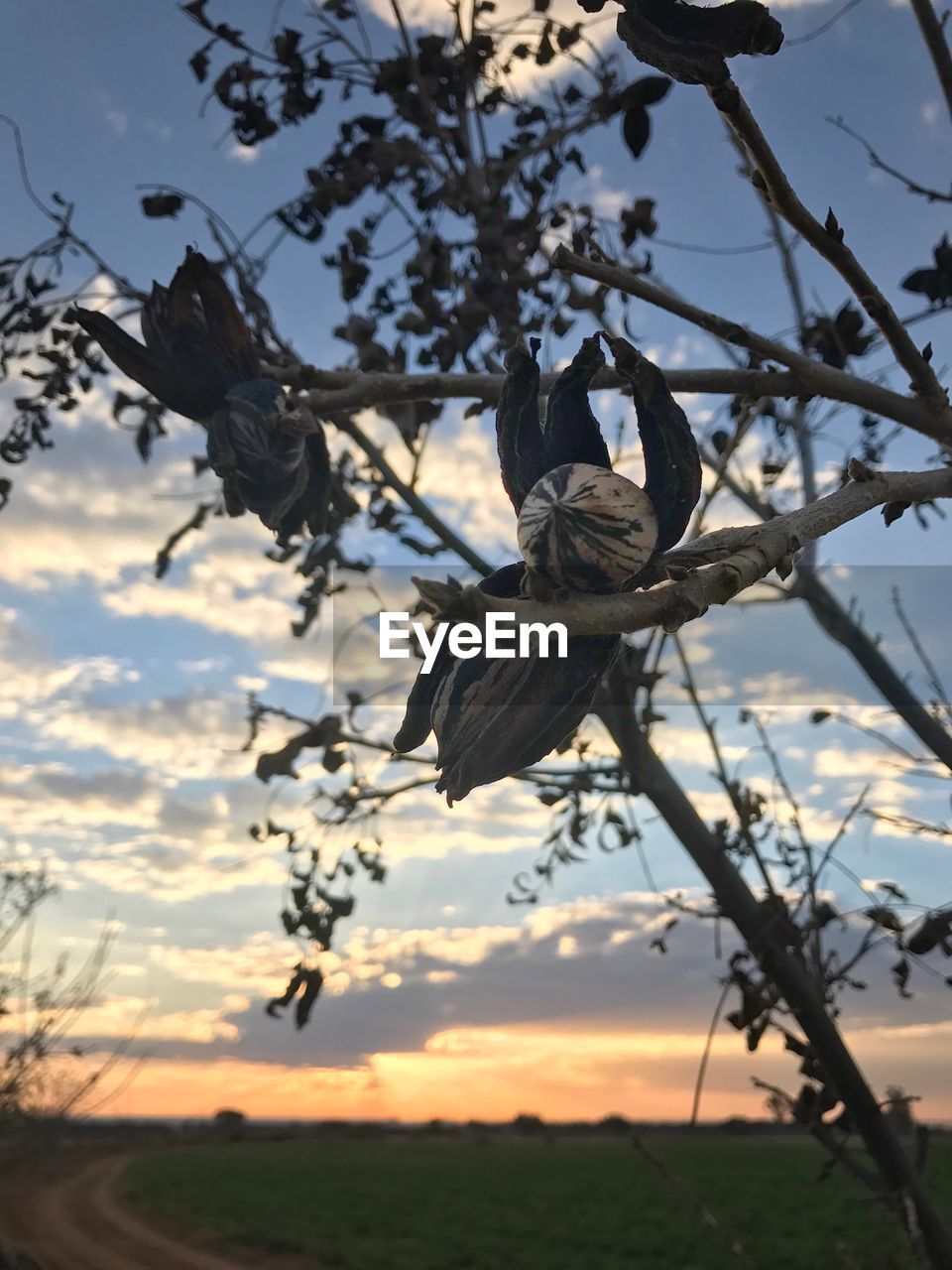 Low angle view of flower tree against sky