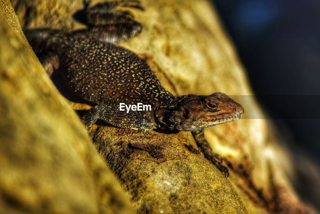 CLOSE-UP SIDE VIEW OF A FROG ON ROCK