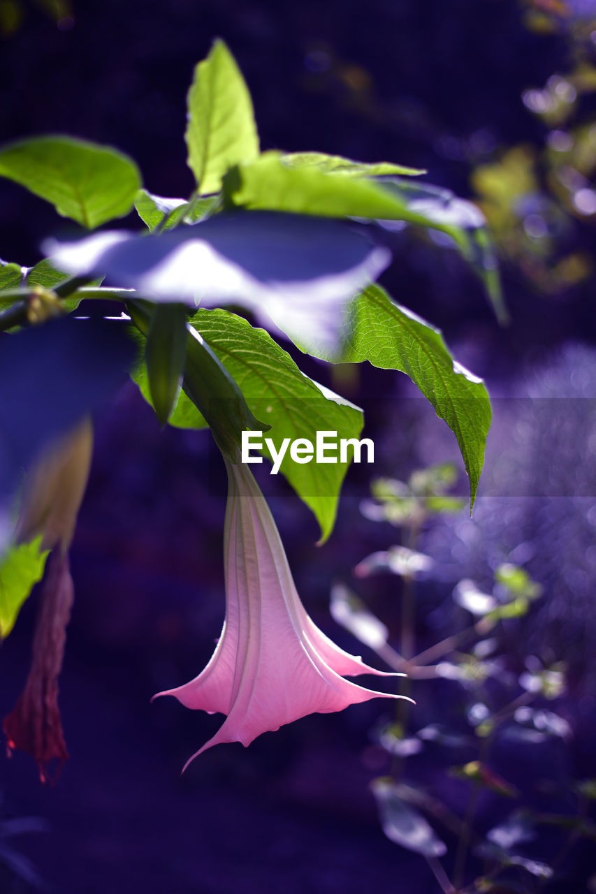 plant, flower, flowering plant, purple, beauty in nature, nature, plant part, freshness, leaf, close-up, growth, no people, green, macro photography, petal, outdoors, flower head, blossom, fragility, inflorescence, blue, food, springtime, food and drink