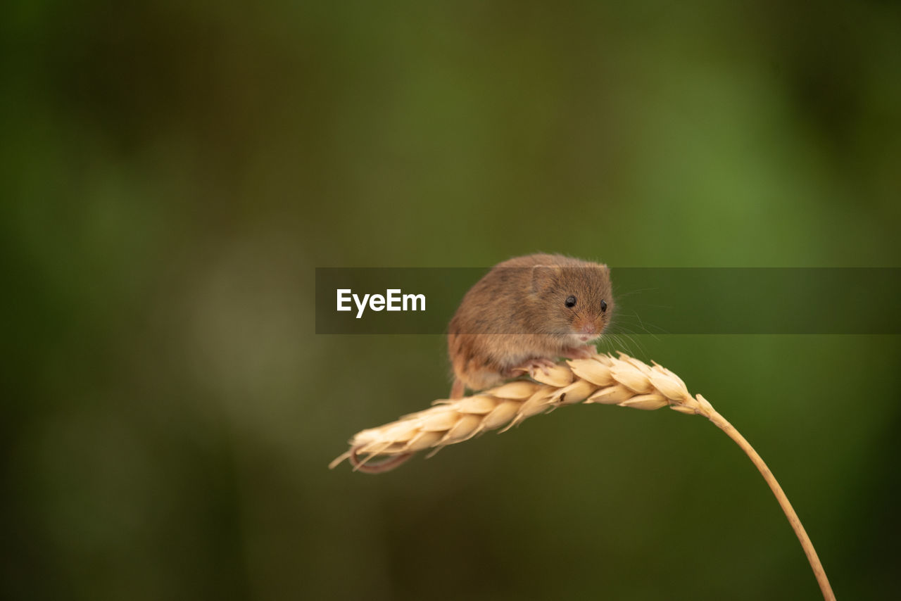 Harvest mouse perched on an ear of wheat