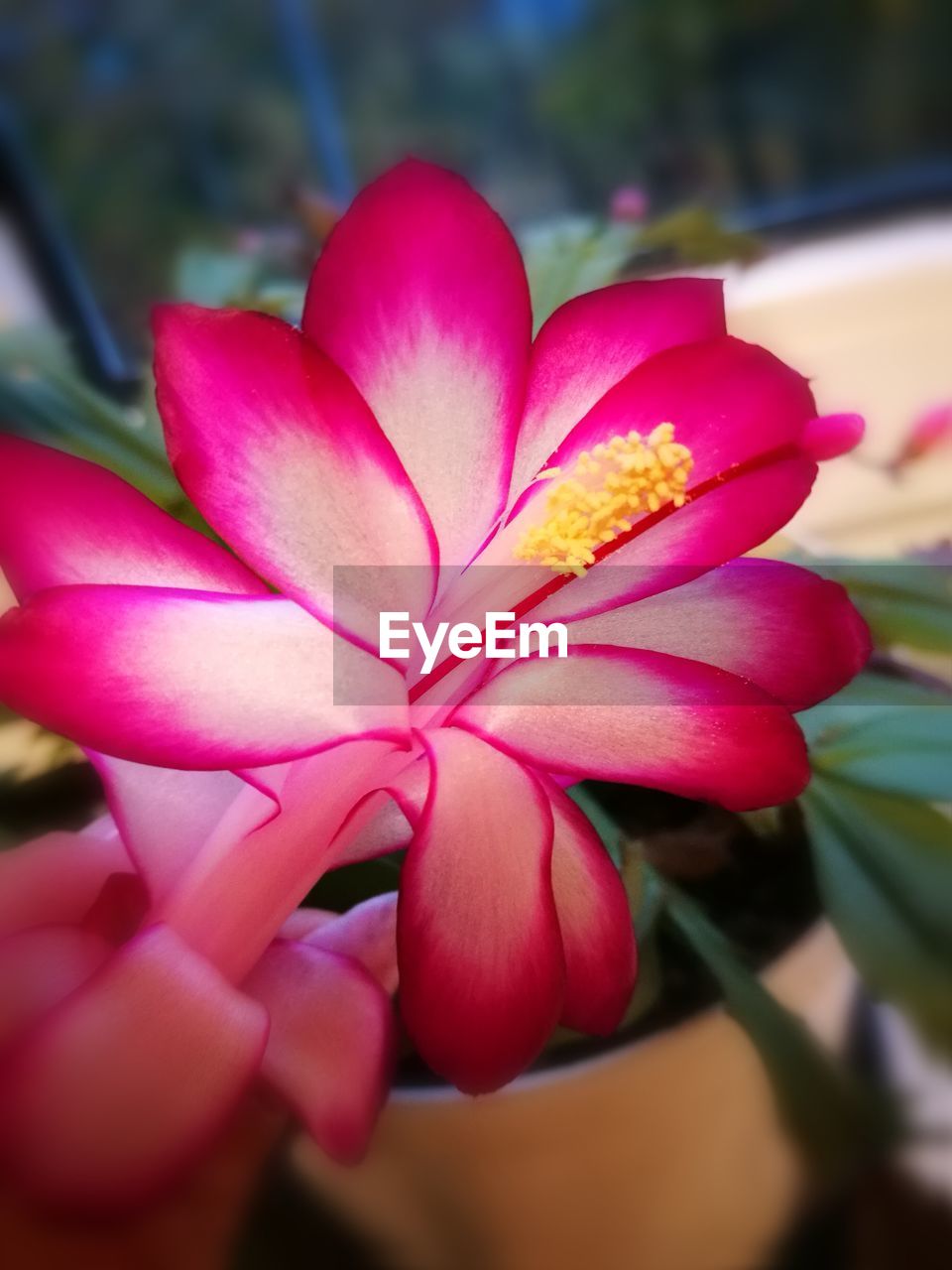 CLOSE-UP OF PINK FRANGIPANI