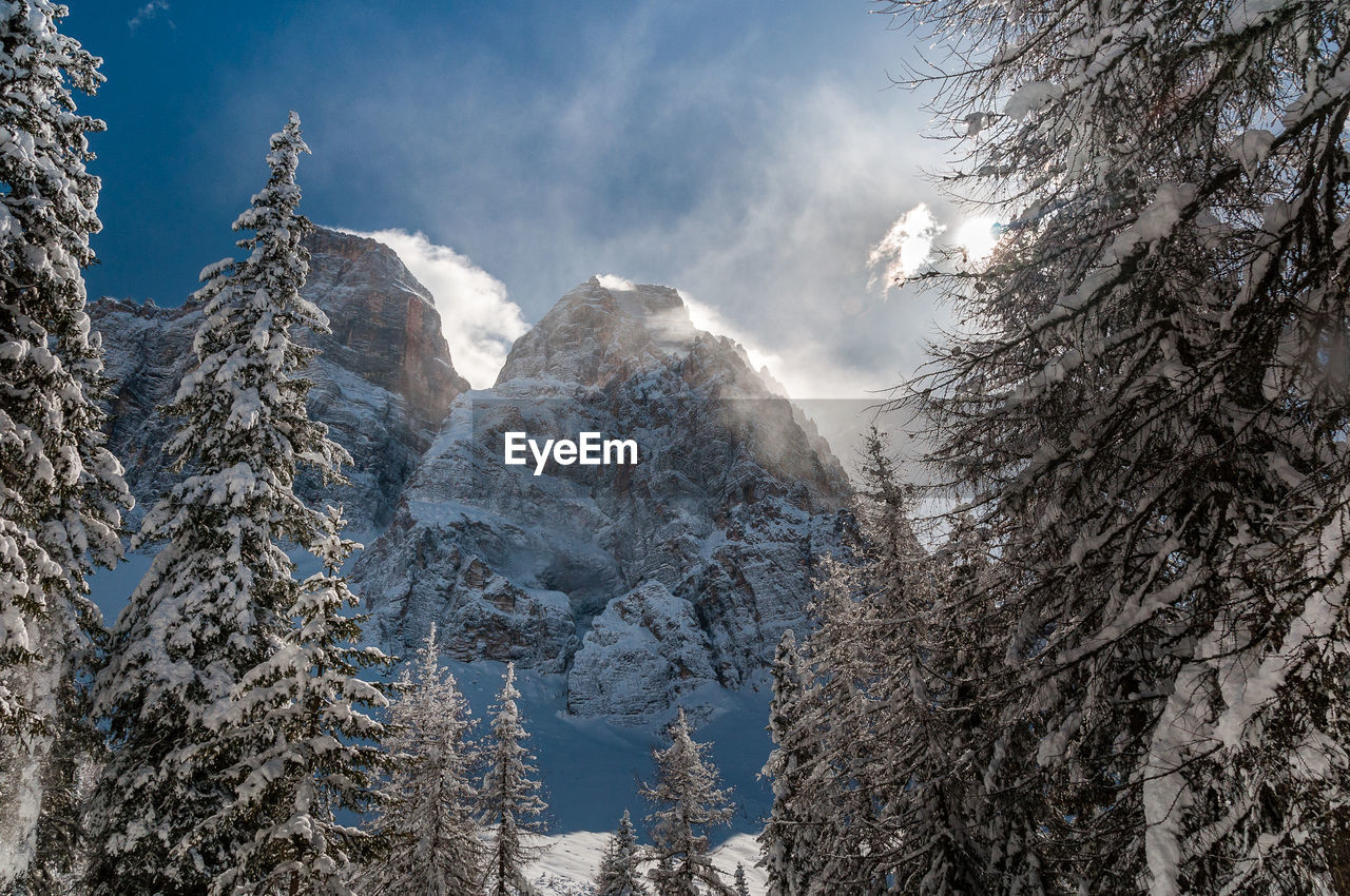 Snow covered pine trees in forest against sky