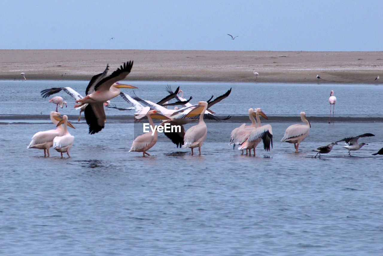 BIRDS FLYING OVER LAKE AGAINST SKY