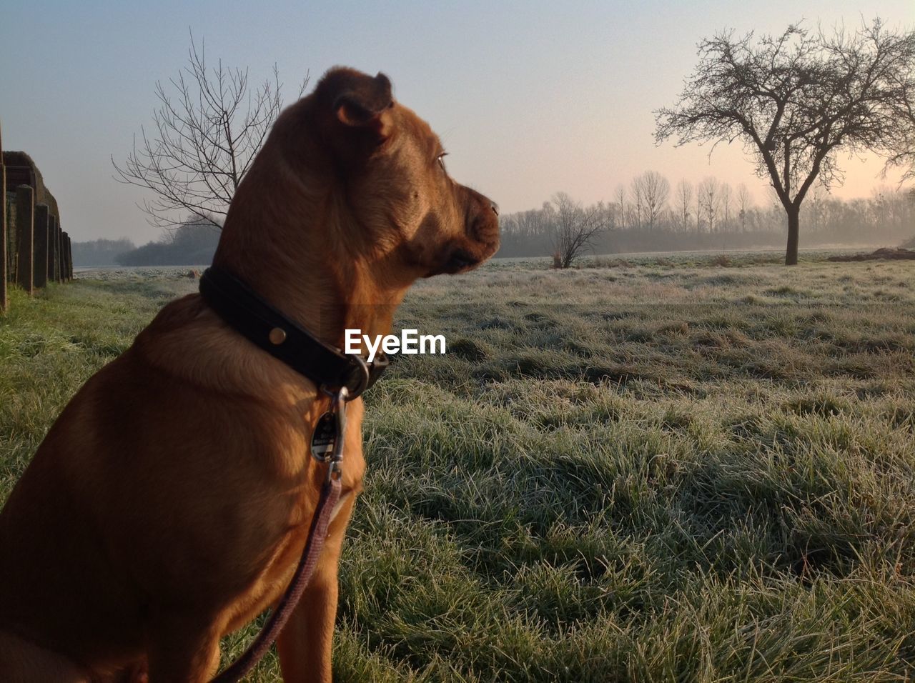 DOG ON GRASSY FIELD