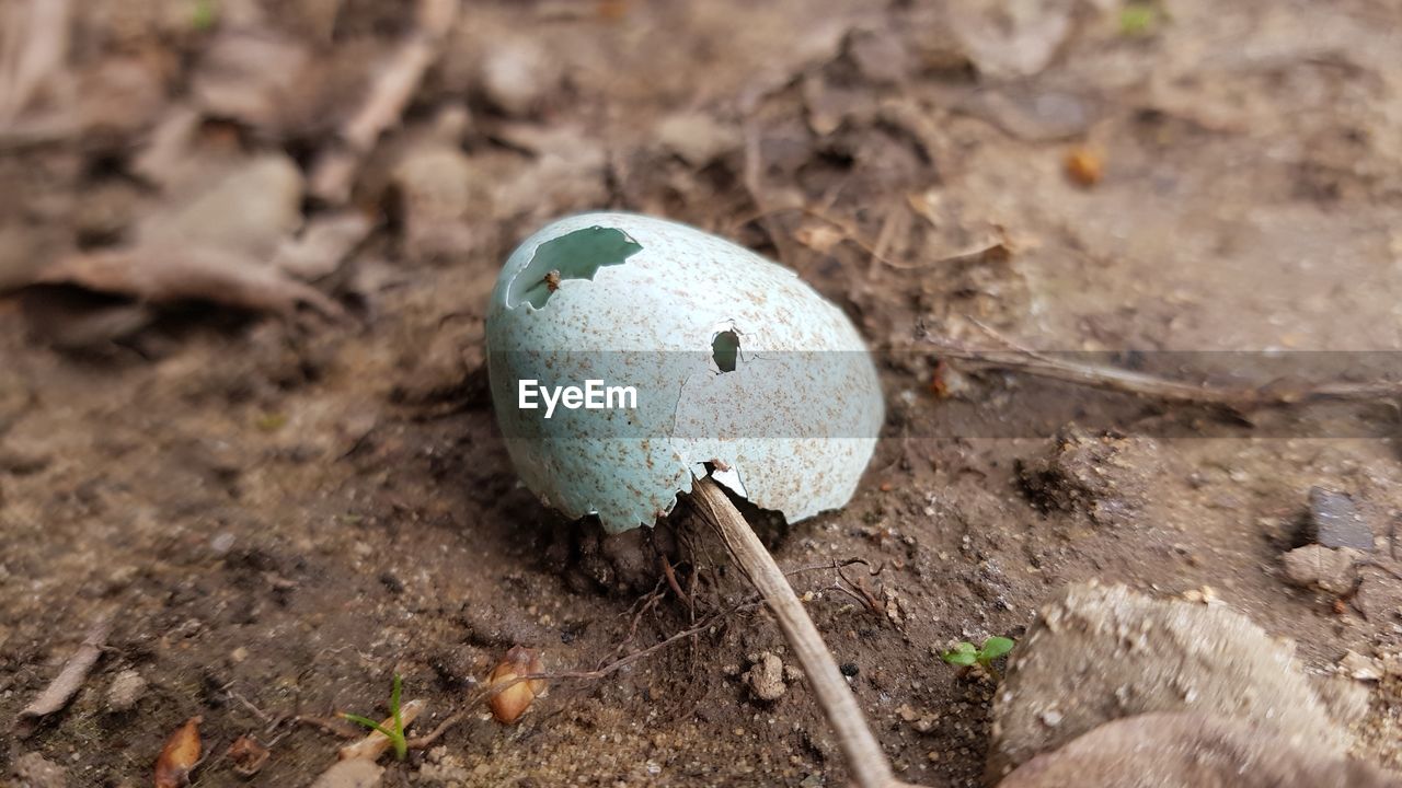 Broken egg shell 