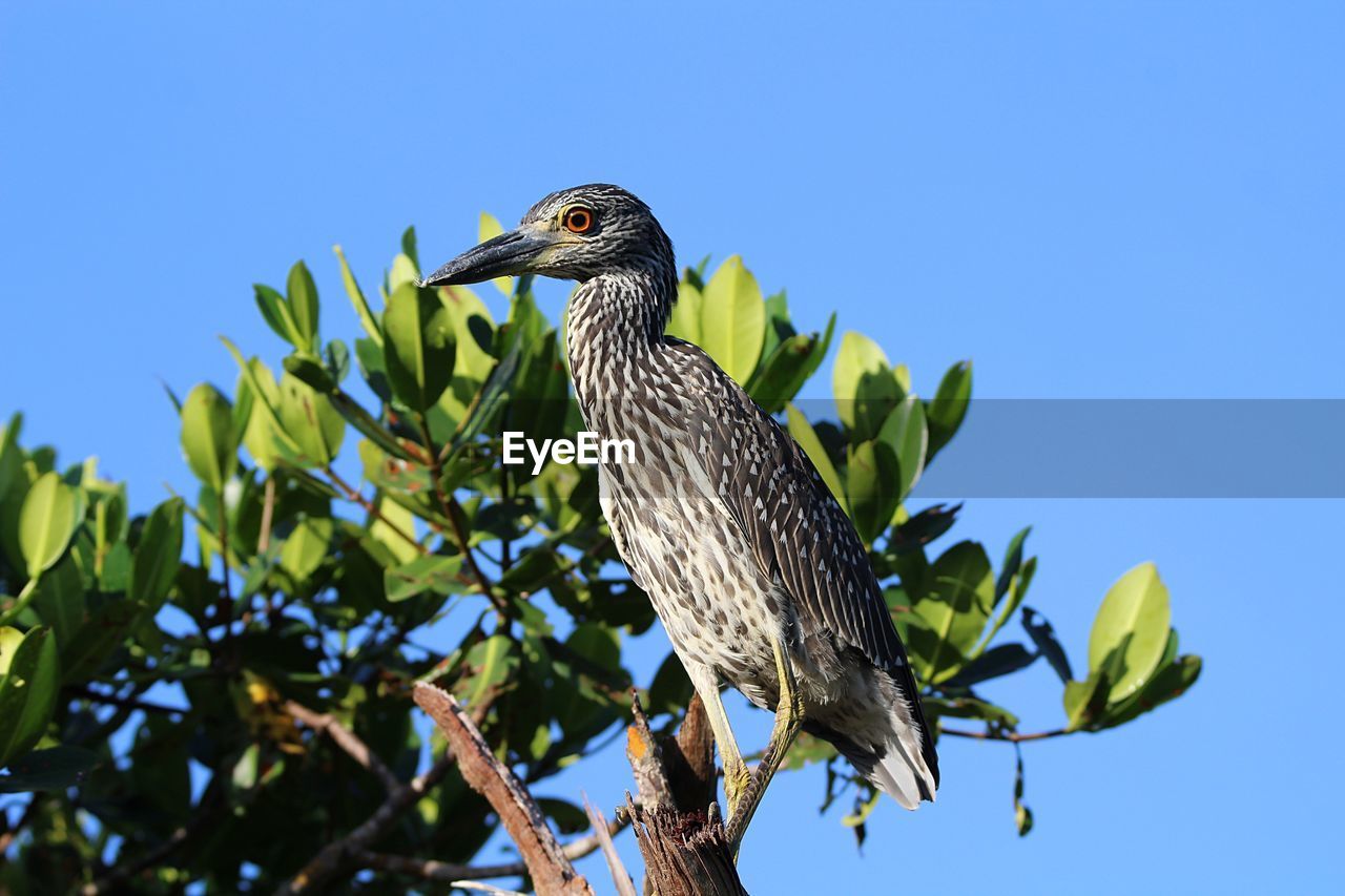 LOW ANGLE VIEW OF BIRD PERCHING ON BRANCH