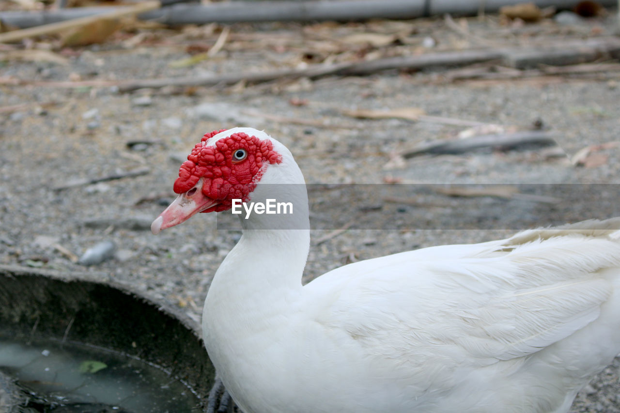 animal themes, animal, bird, beak, one animal, wildlife, animal wildlife, water bird, ducks, geese and swans, nature, goose, close-up, no people, white, wing, water, duck, day, fowl, red, outdoors, focus on foreground, poultry, lake