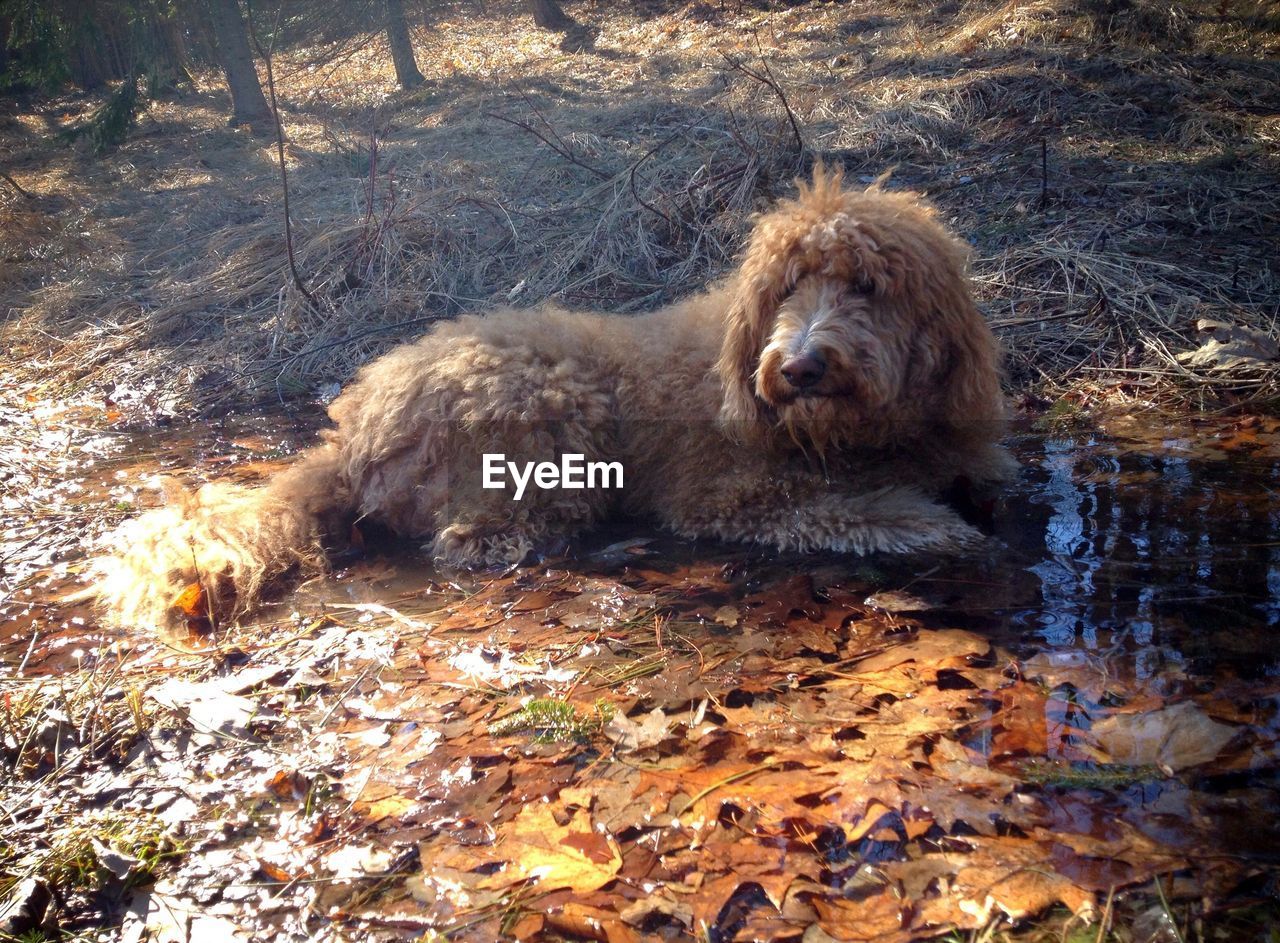 Goldendoodle sitting in puddle