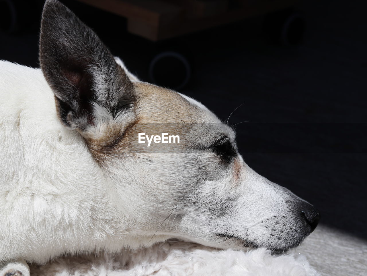 Close-up of dog lying down