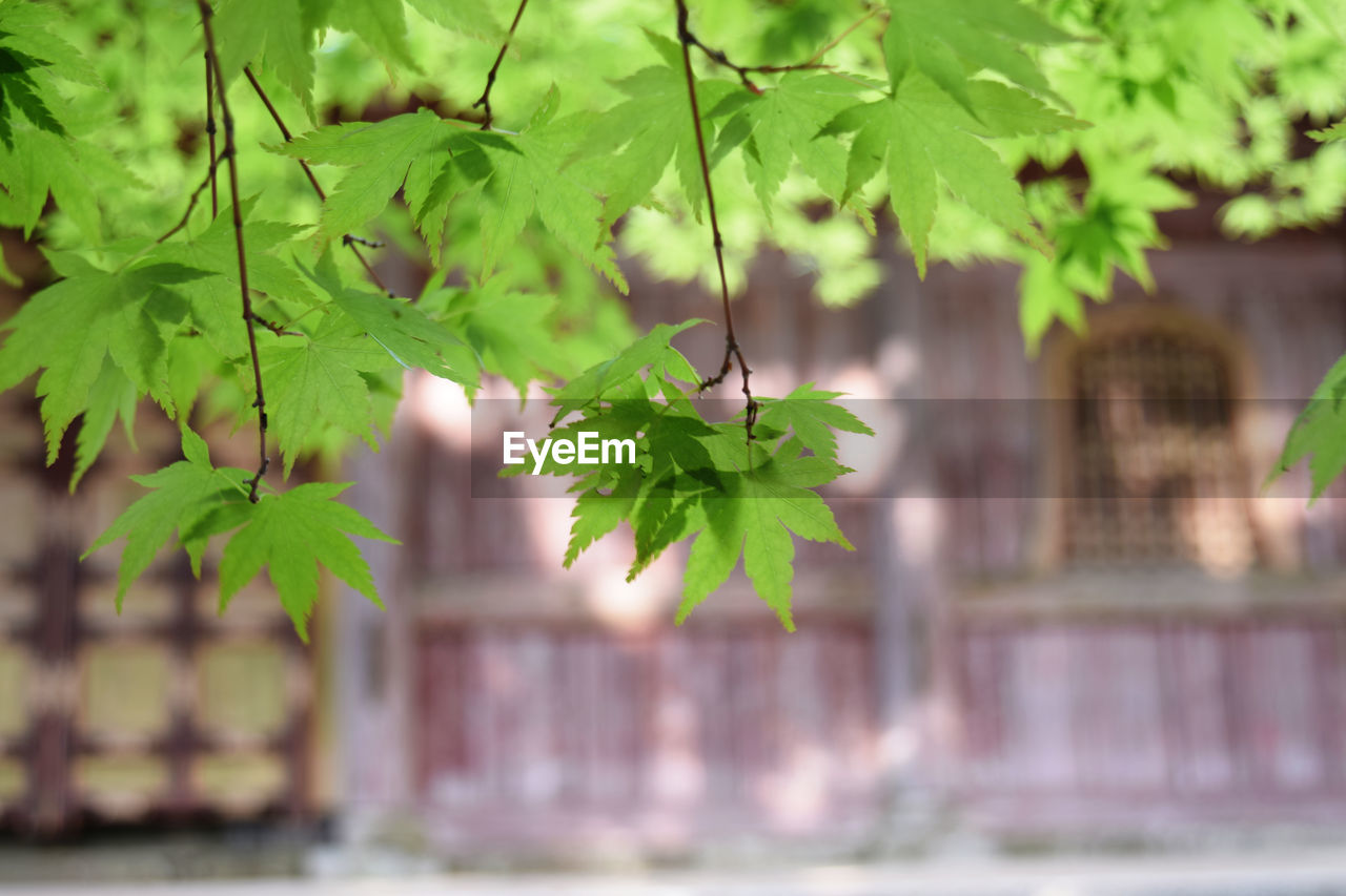 CLOSE-UP OF FRESH GREEN PLANT AGAINST BUILDING