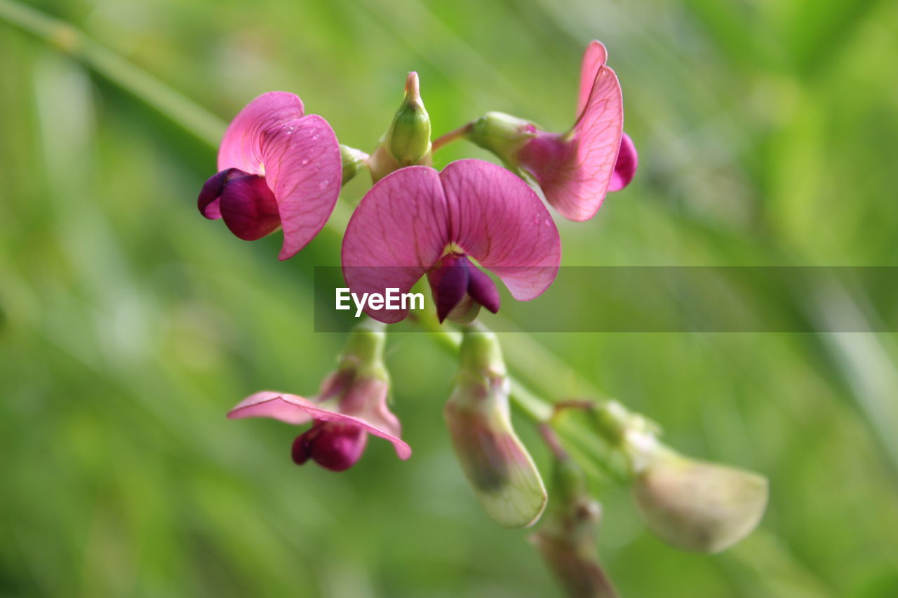 CLOSE-UP OF PURPLE FLOWERING PLANT