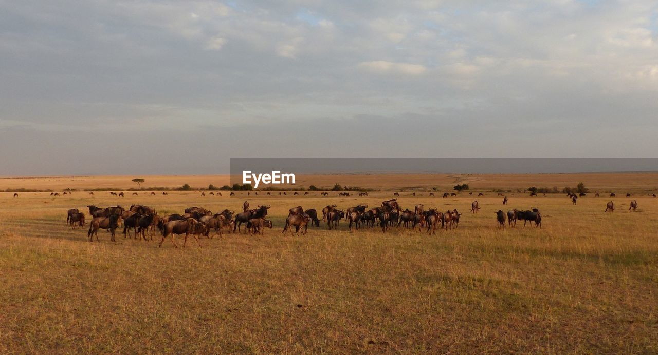 Wildebeests on field against sky