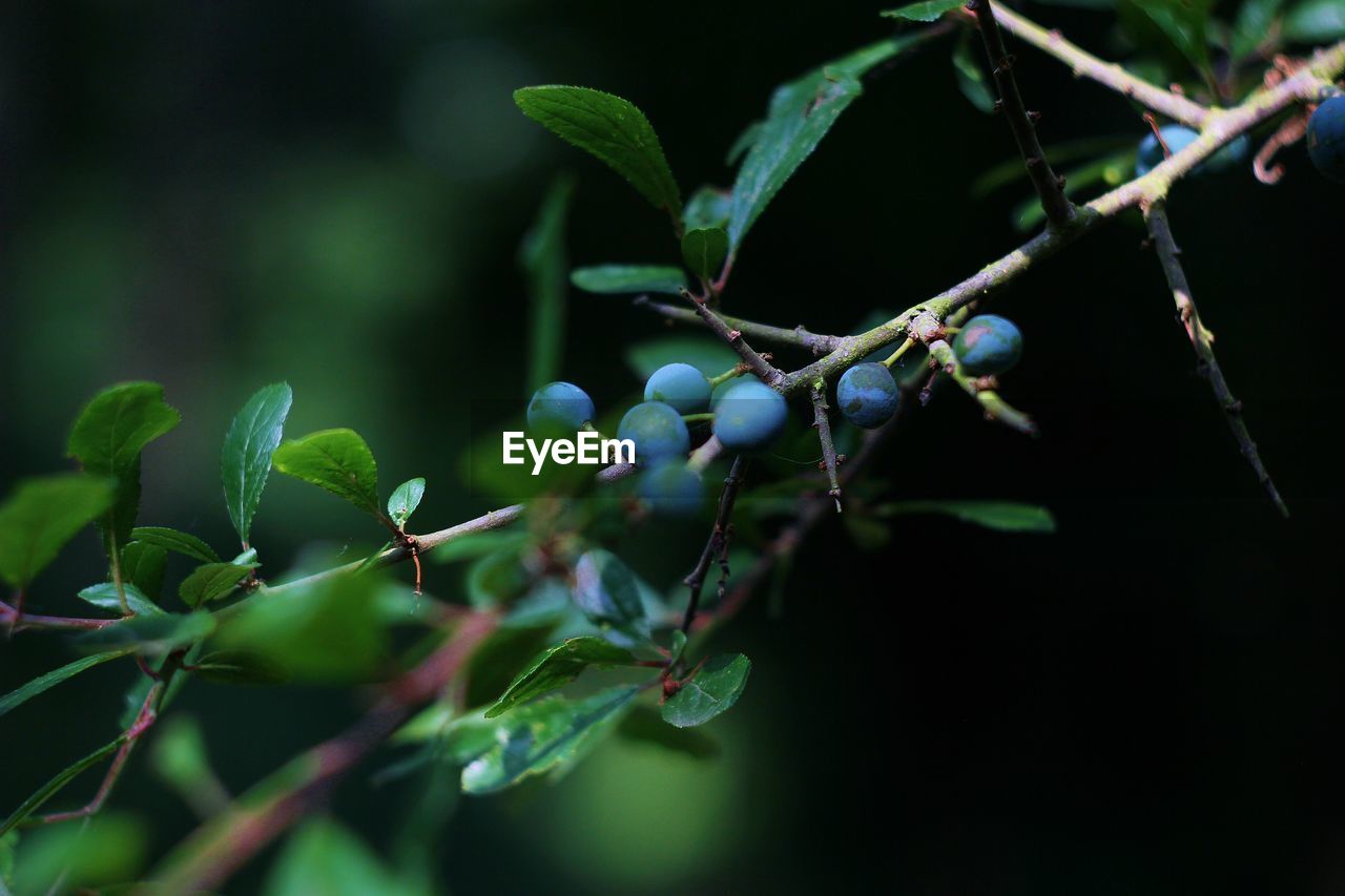 Close-up of berries growing on tree