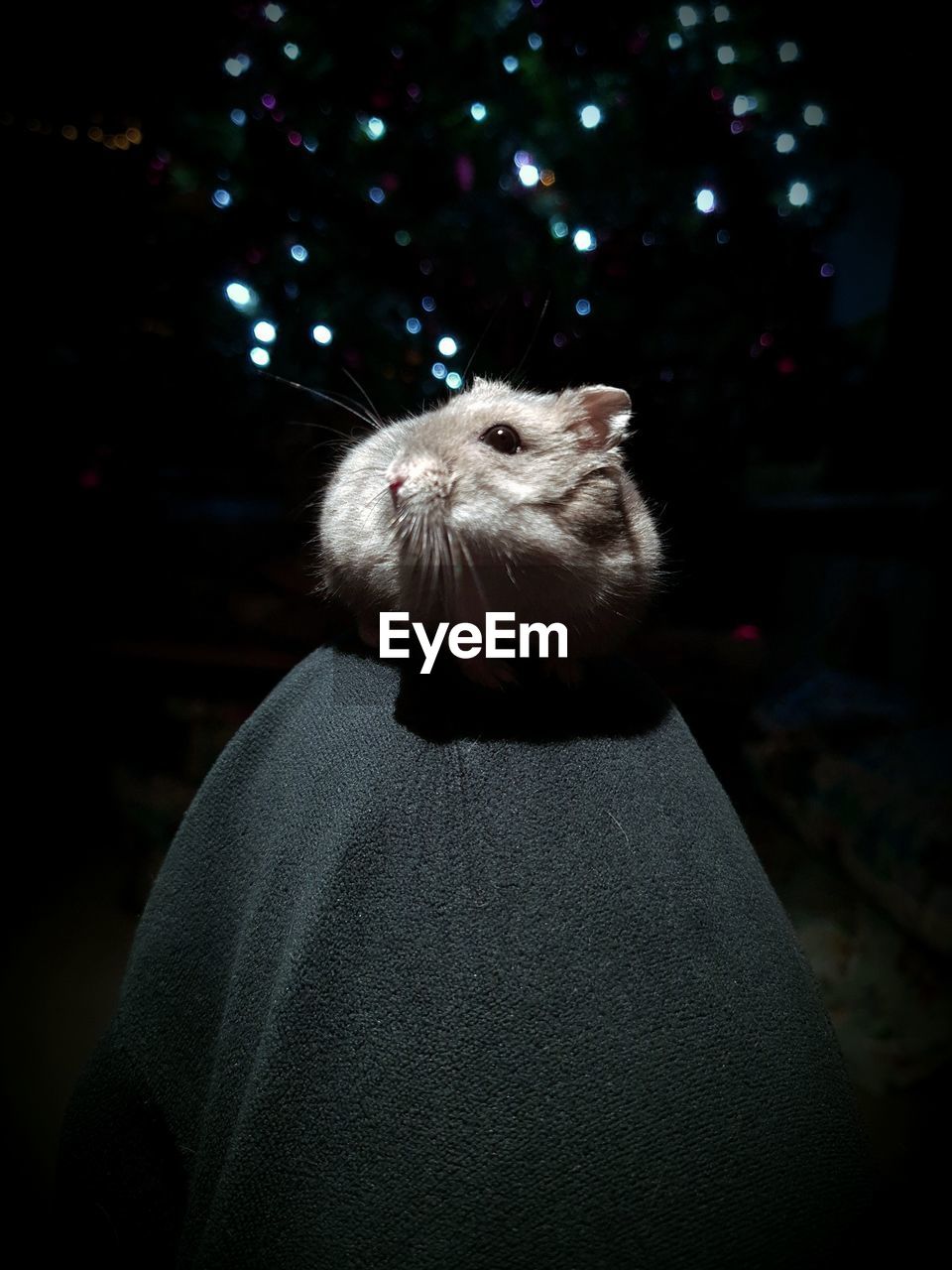 Close-up of hamster standing by christmas tree