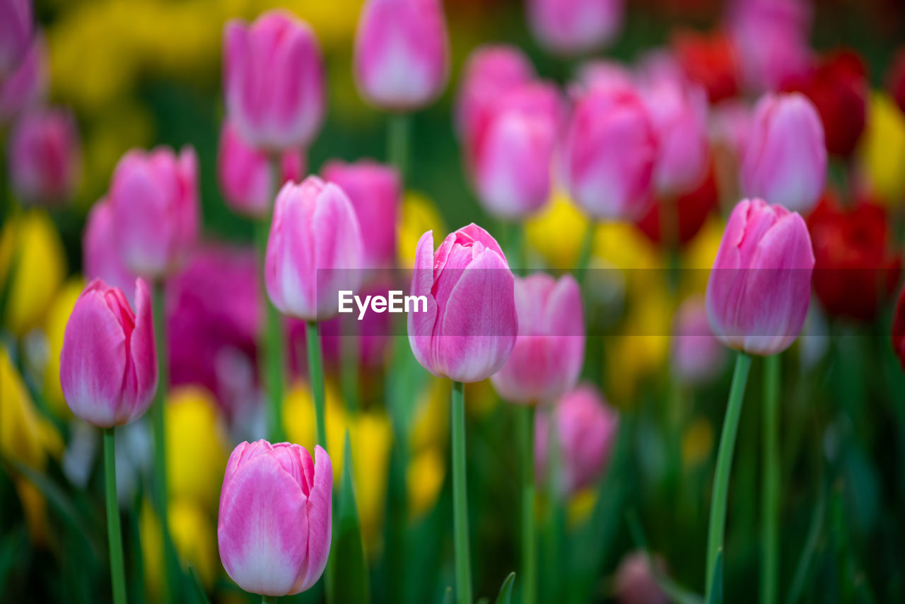 CLOSE-UP OF PINK TULIP PURPLE FLOWERS