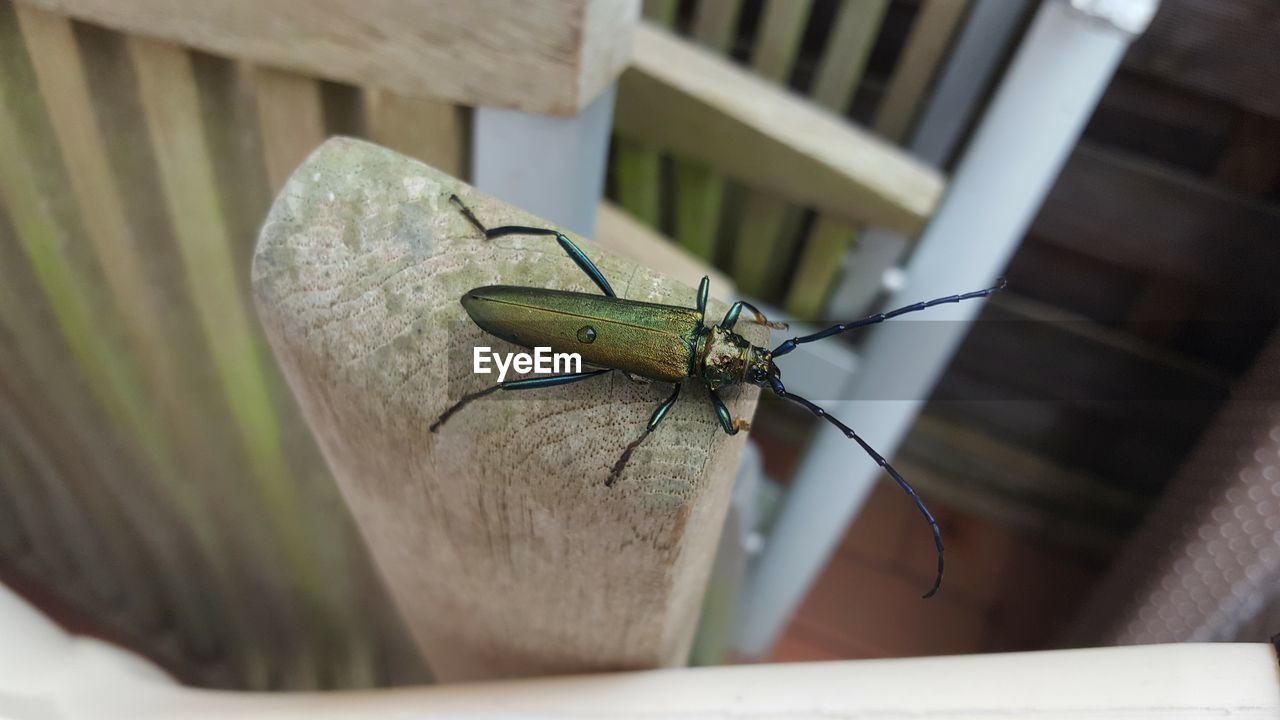 HIGH ANGLE VIEW OF INSECT