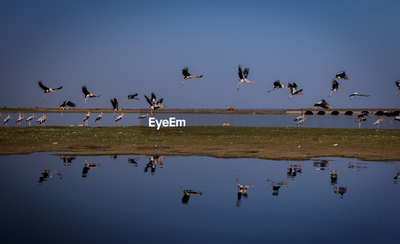 Flock of birds flying over lake