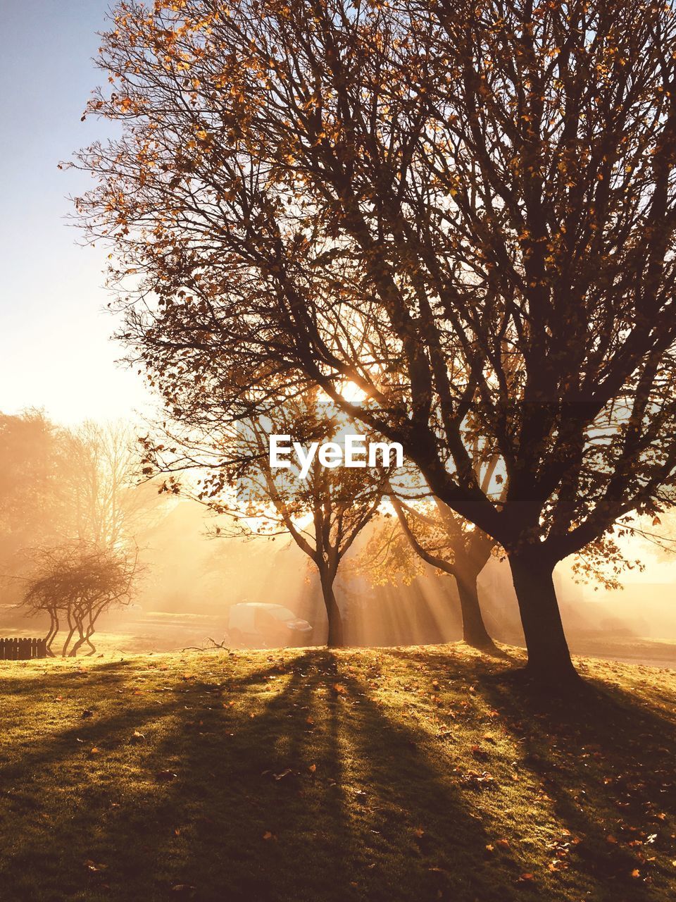 Sunlight streaming through trees on field during sunset