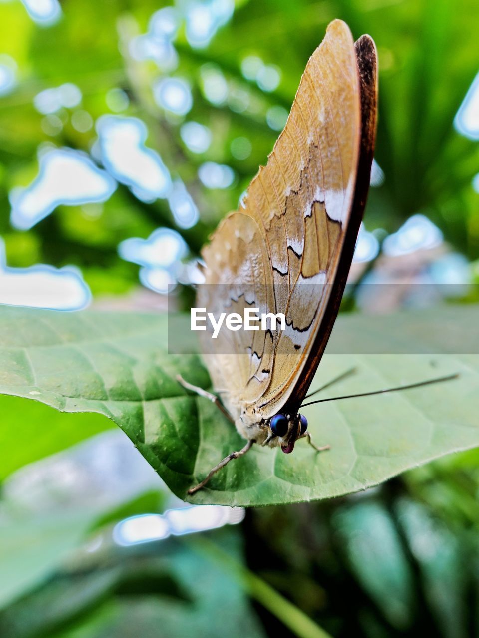 Close-up of butterfly on leaf