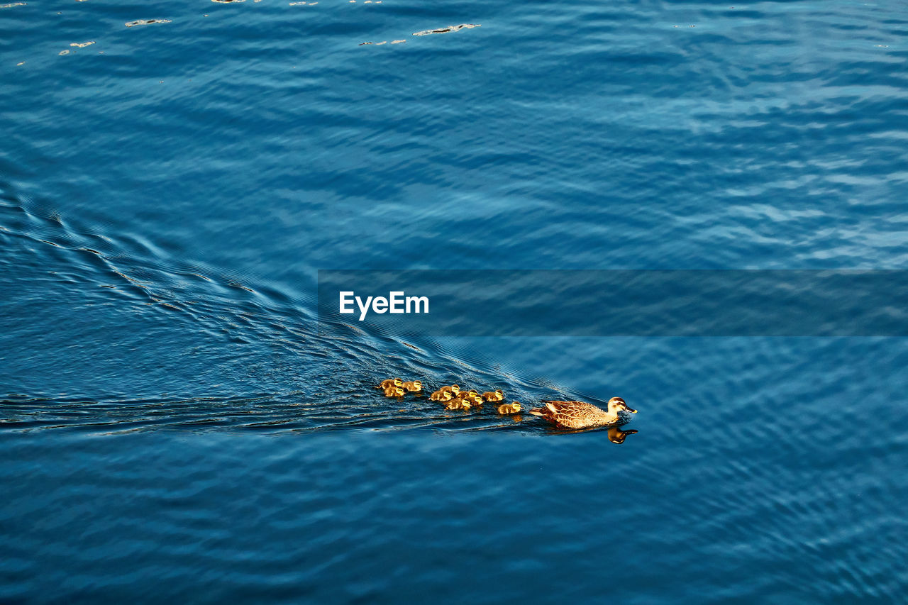 High angle view of bird family swimming in sea