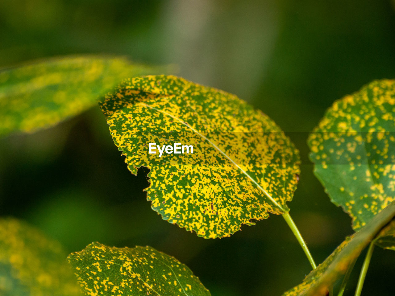 CLOSE-UP OF YELLOW PLANT LEAVES