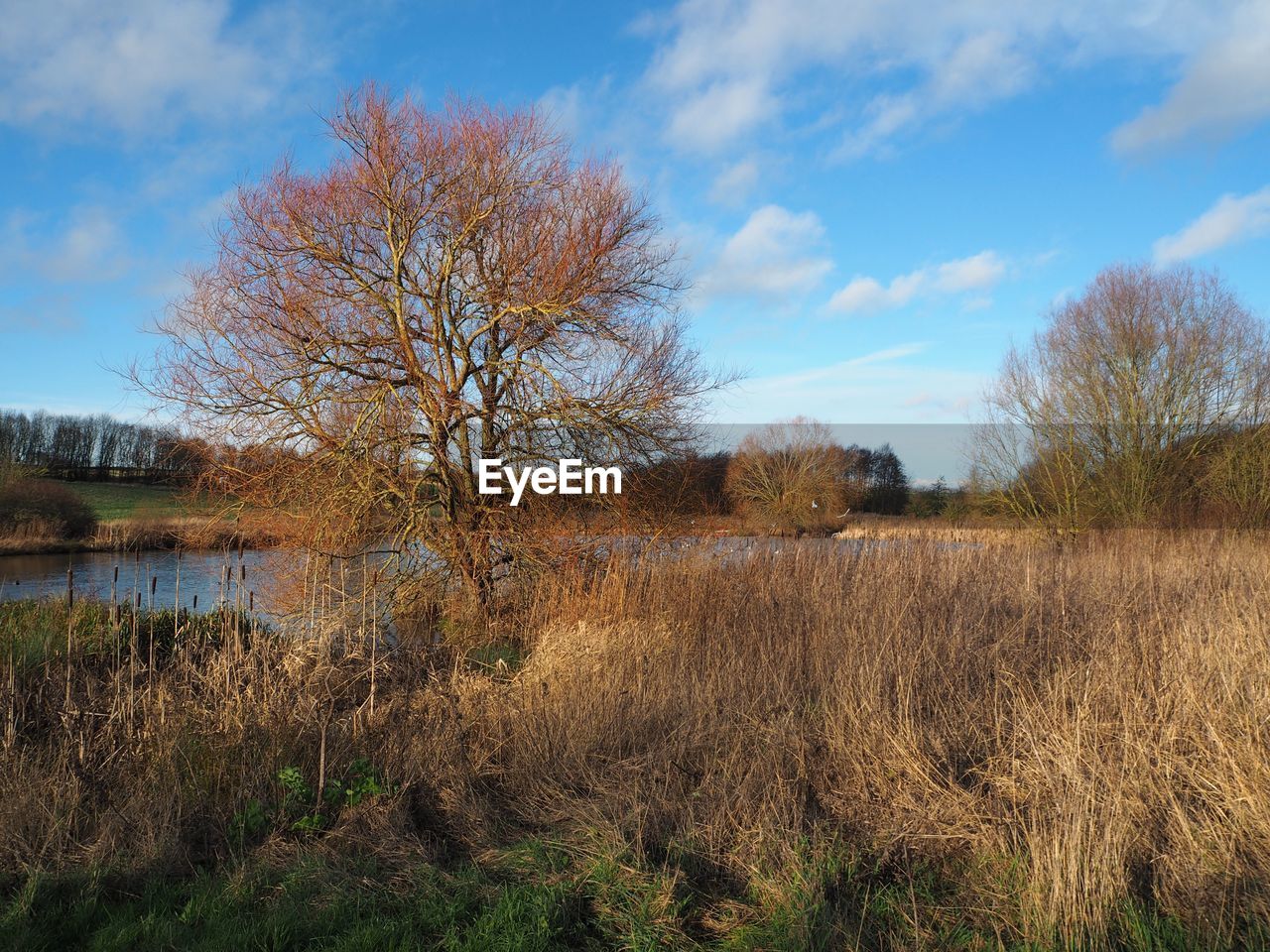 Bare trees on riverbank against sky