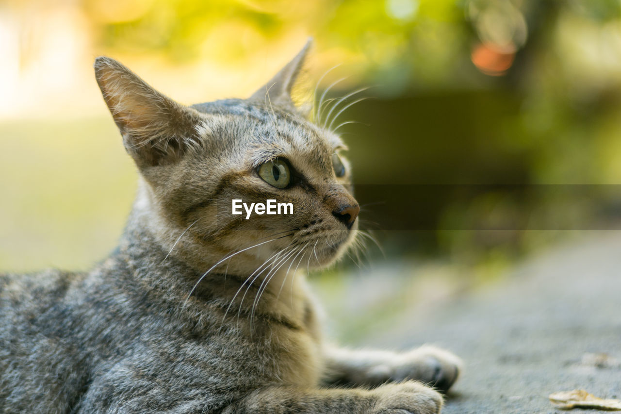 CLOSE-UP OF A RELAXED CAT LOOKING AWAY