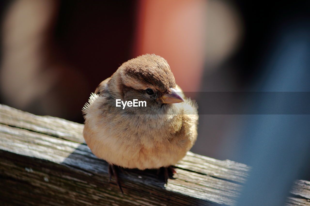 CLOSE-UP OF A BIRD