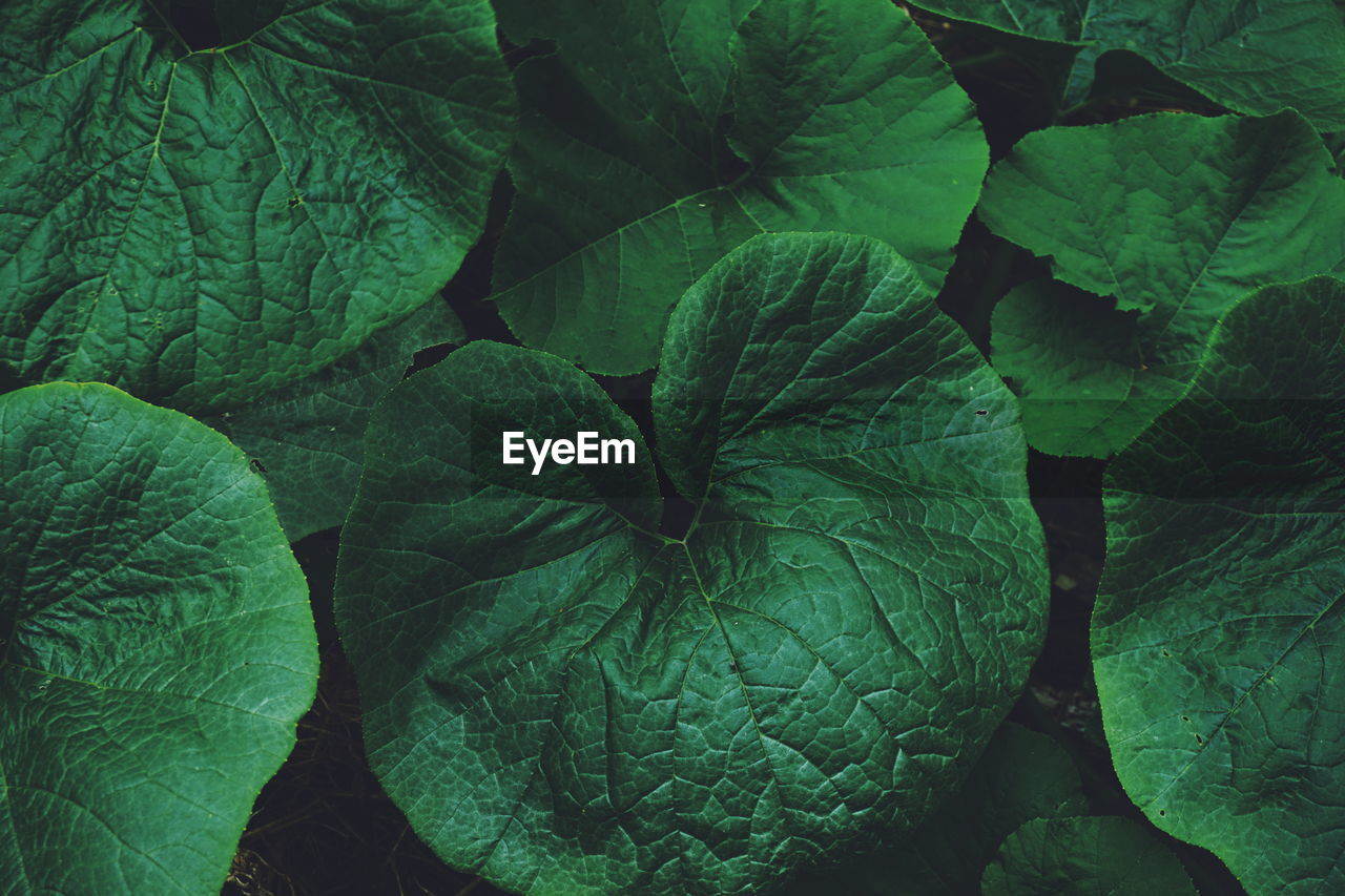 Full frame shot of green leaves