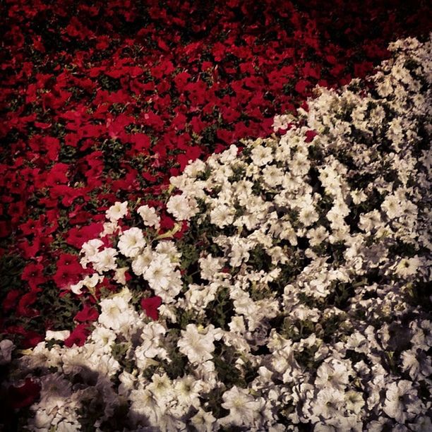 CLOSE-UP OF FLOWERS