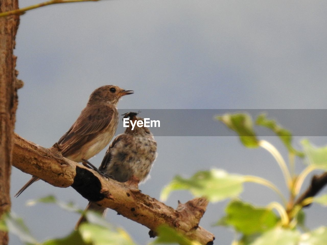 CLOSE-UP OF BIRD PERCHING ON BRANCH