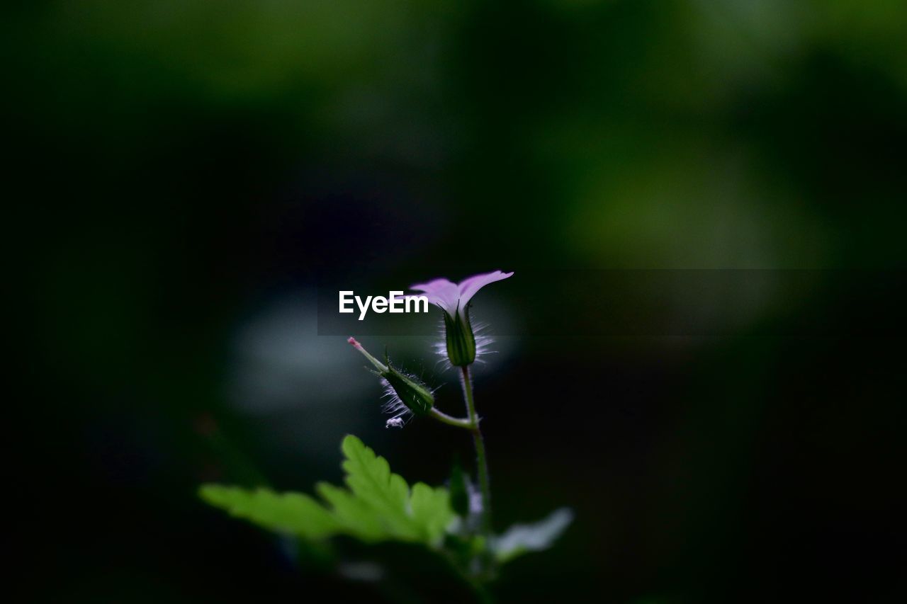 Close-up of purple flowering plant