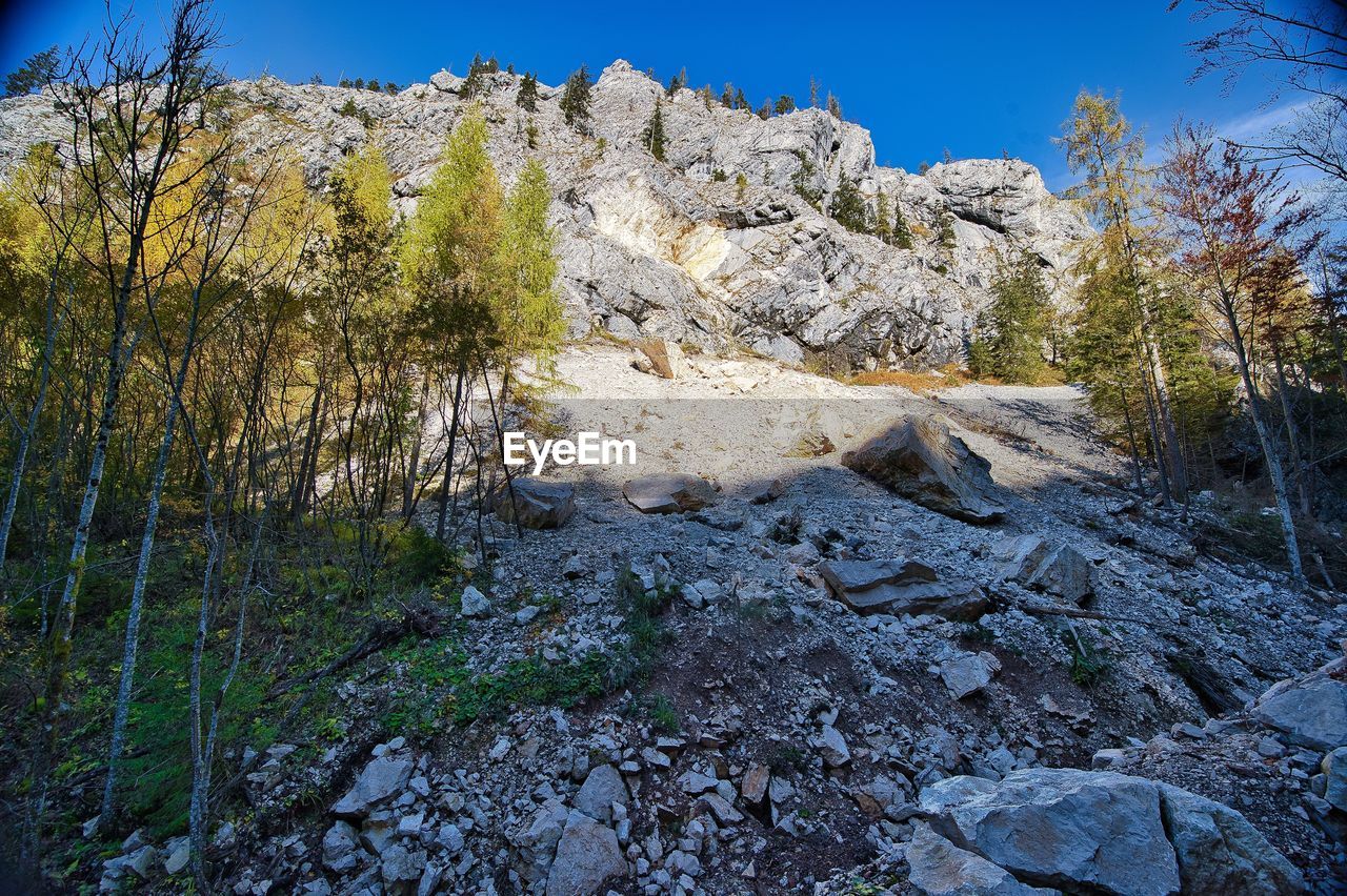 Plants growing on rocks against clear sky