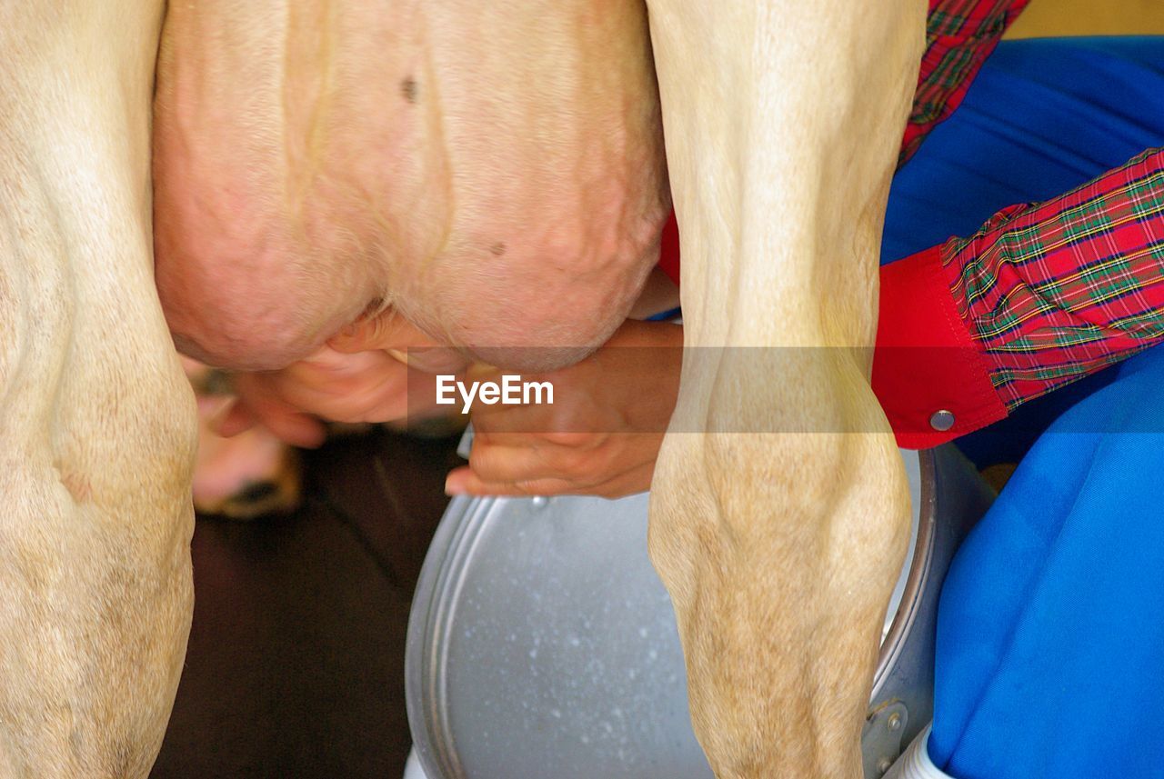 Midsection of man milking cow