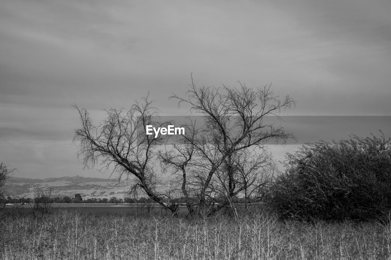 BARE TREE BY FIELD AGAINST SKY