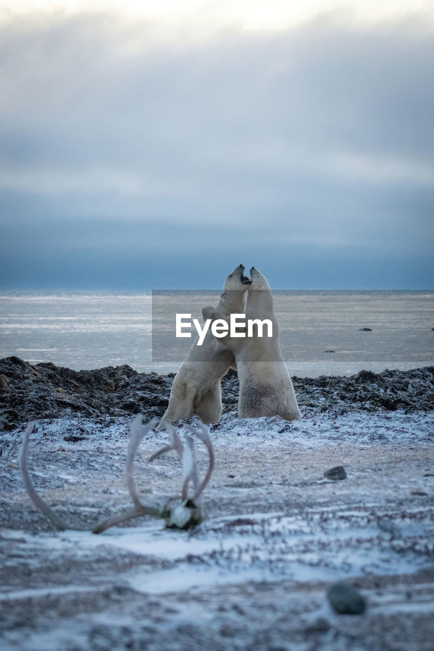 Two polar bears sparring by caribou antlers