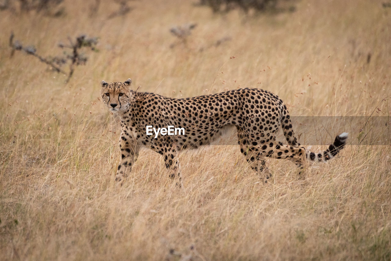 Cheetah walking on dry field