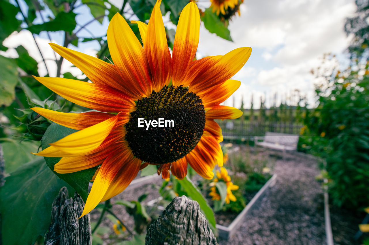 CLOSE-UP OF SUNFLOWER AGAINST YELLOW FLOWER