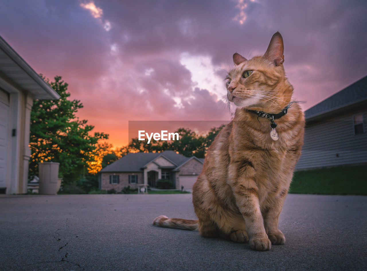 LOW ANGLE VIEW OF A CAT