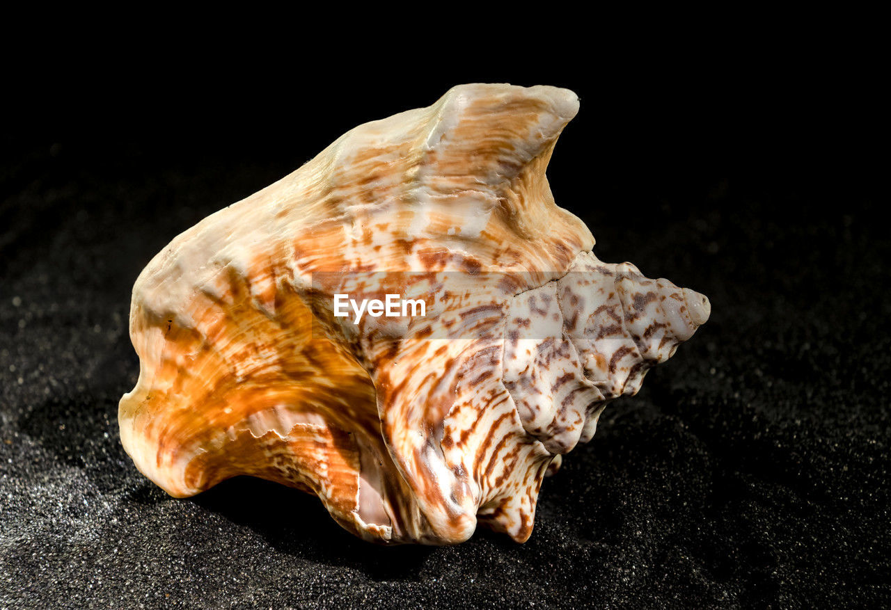 conch, black background, animal, shell, animal wildlife, animal themes, macro photography, sea, nature, close-up, no people, studio shot, wildlife, sea life, indoors, single object, marine, one animal