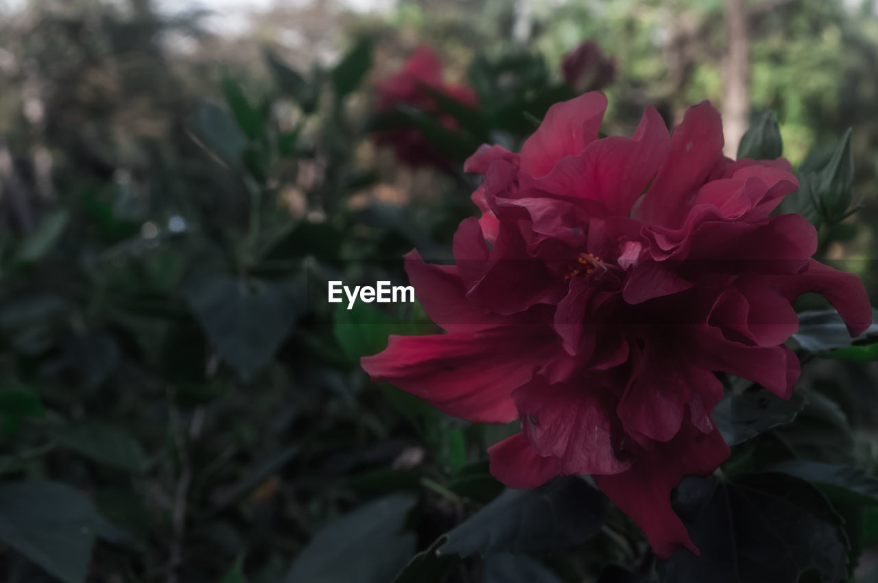 Close-up of red flowers