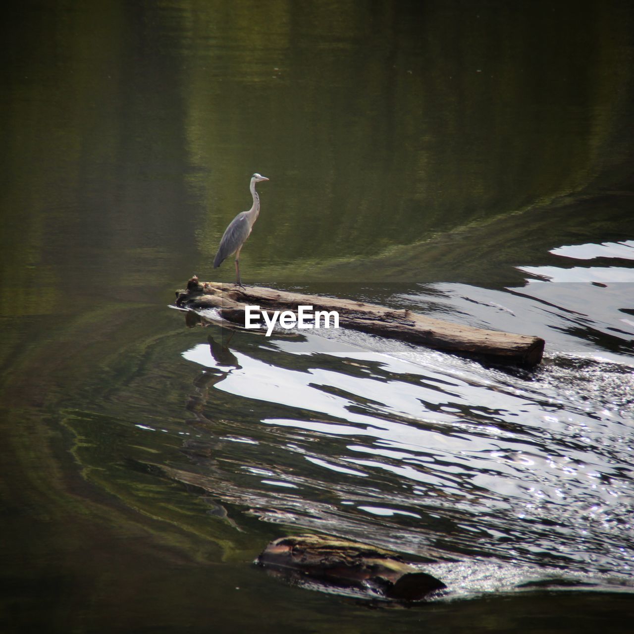 Bird perching on a log in a lake