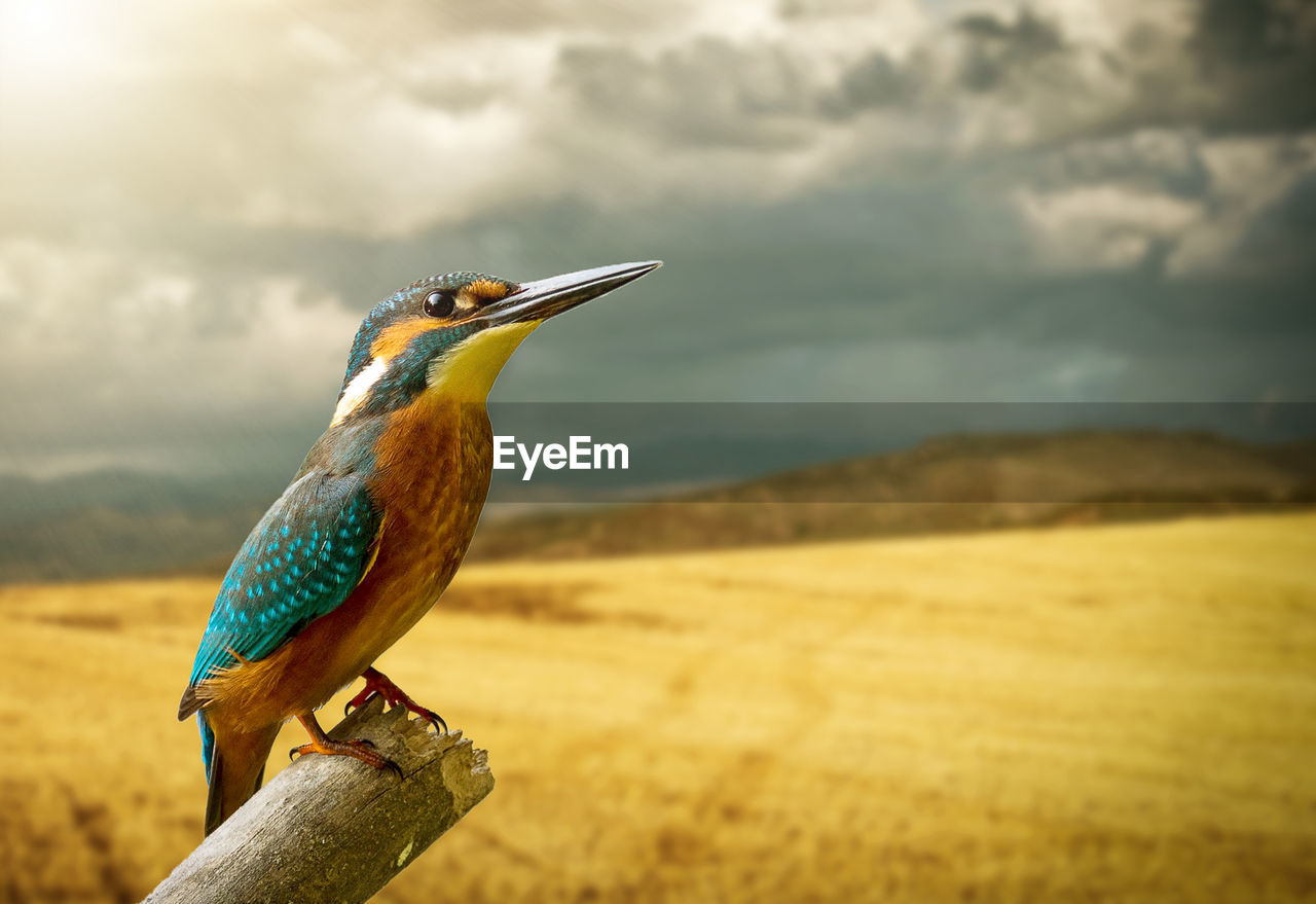 Close-up of bird perching on a rock